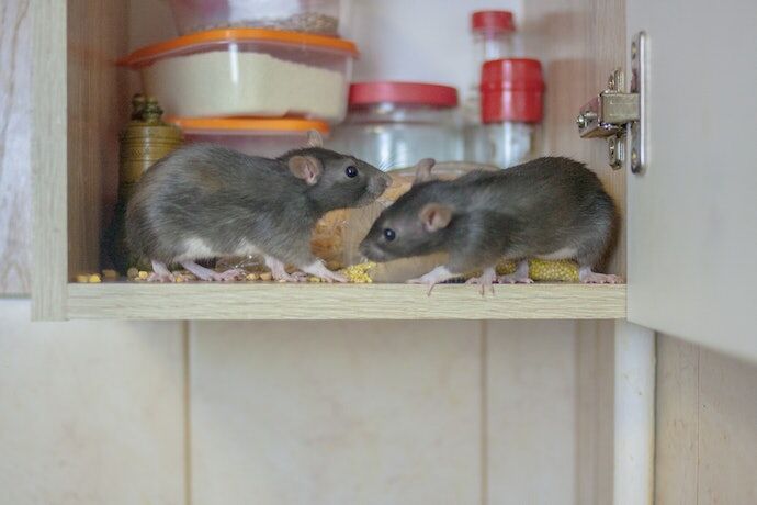 Rato de telhado: quais os perigos e como evitar infestações?